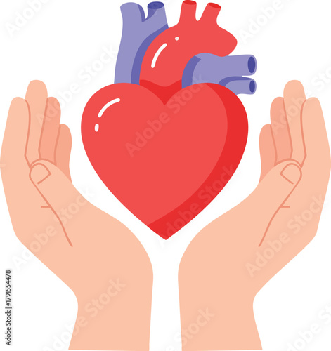 Illustration of cupped hands holding a large red heart with a purple aorta against a clean white background.
