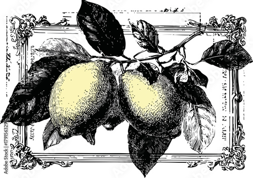Vetor vintage de limões em ramo com folhas e moldura ornamentada, estilo gravura antiga
