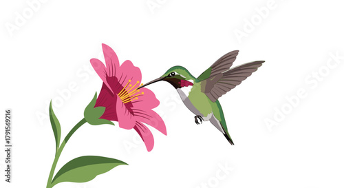 A vibrant hummingbird with a red throat hovers by a bright pink flower, extracting nectar in a clear illustration.