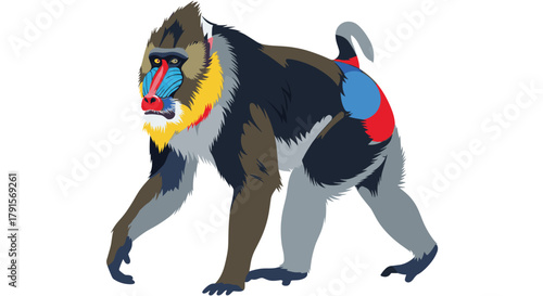 A vibrant mandrill, known for its distinctive colorful face and rump, walks in a stylized vector illustration on a white background.