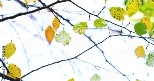 Autumn Leaves Dancing in Gentle Breeze