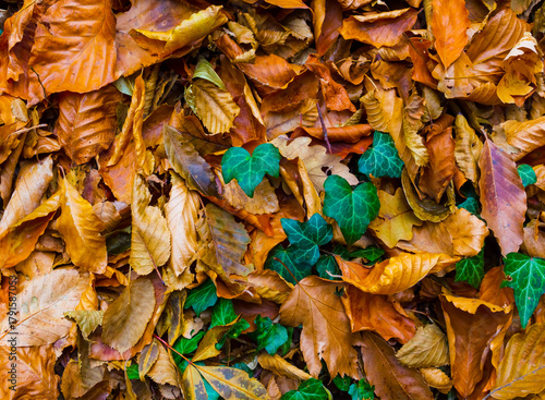 closeup red  dry  leaves on ground, beautiful seasonal natural background