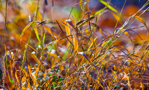 closeup forest glade in grass at the bright autumn day