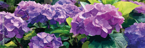 Nahaufnahme von üppigen lila Hortensienblüten mit grünen Blättern im Hintergrund, Vektor