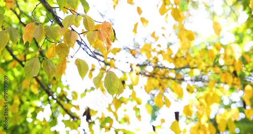 Autumn Leaves Dancing in Gentle Breeze