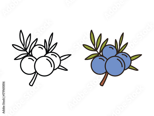 Juniper berries icon, fruit graphic for logo or web design