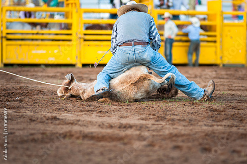 Foto A cowboy competing in tie-down roping a calf at a rodeo - horizontal