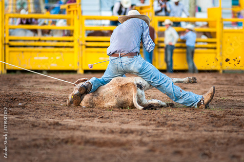 Schilderij op canvas A cowboy competing in tie-down roping a calf at a rodeo - horizontal