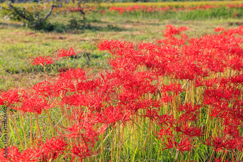 彼岸花咲く里の秋景色　愛知県半田市