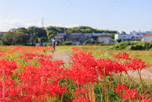 彼岸花咲く里の秋景色　愛知県半田市