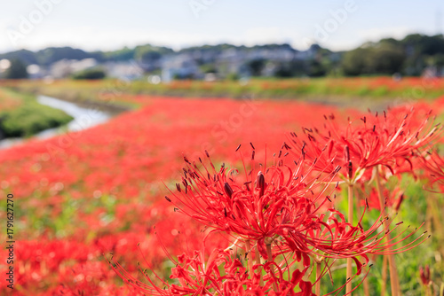 彼岸花咲く里の秋景色　愛知県半田市