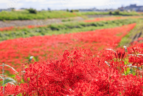 彼岸花咲く里の秋景色　愛知県半田市