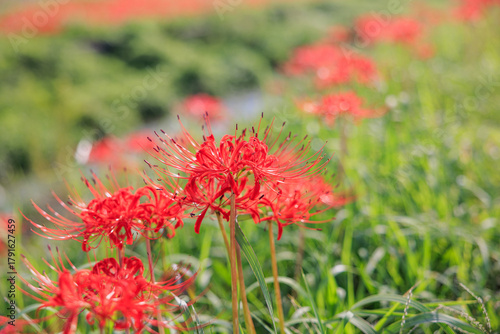 彼岸花咲く里の秋景色　愛知県半田市