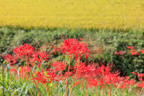 彼岸花咲く里の秋景色　愛知県半田市