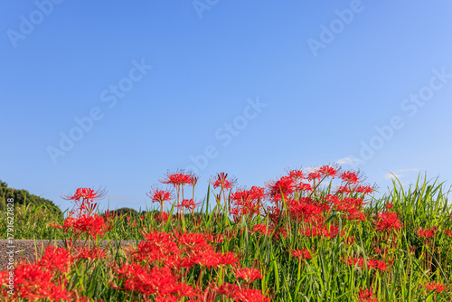 彼岸花咲く里の秋景色　愛知県半田市