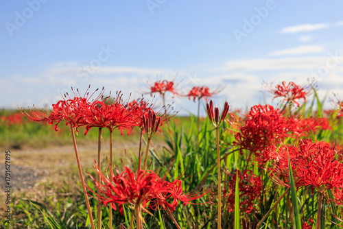 彼岸花咲く里の秋景色　愛知県半田市