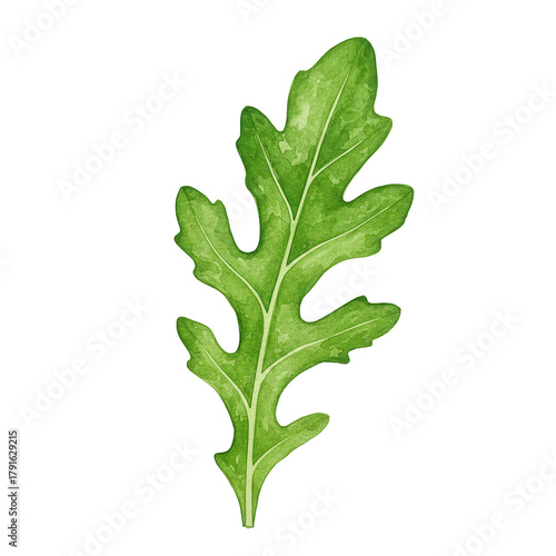 Watercolor arugula leaf detailed veins and textured greenery on transparent background isolated on white background