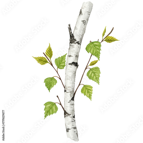Watercolor birch branch with fresh green leaves, springtime botanical illustration isolated on white background