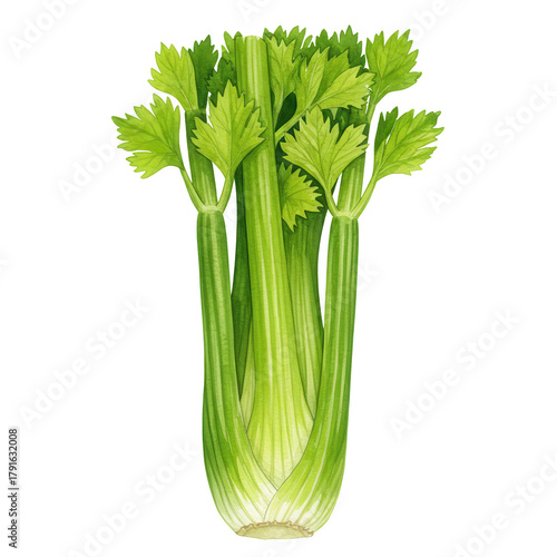 Fresh celery stalks with vibrant green leaves, crisp texture, and watercolor detail isolated on white background