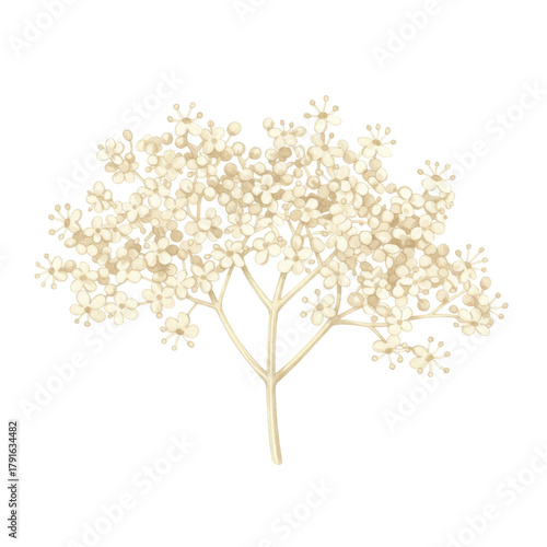 Watercolor elderflower blossom illustration with delicate petals and branch structure isolated on white background