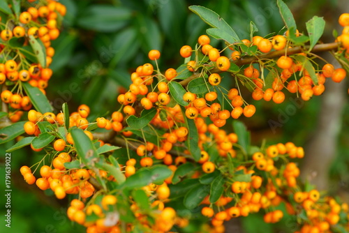 オレンジ色のピラカンサの実