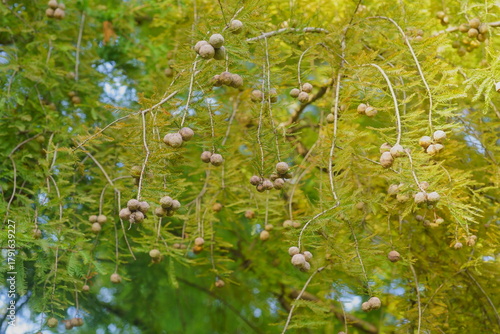 晩秋のラクウショウ