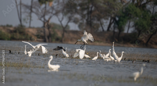 Tableau sur toile A flock of white wading birds in a blurred natural wetland with Eurasian spoonbill, great egrets, intermediate egrets with blurred background