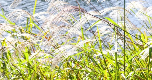 Gentle Silver Grass Swaying in Breeze