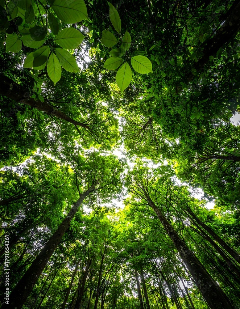 Obraz premium Lush green forest canopy