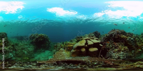 Colorful tropical fish and corals. Underwater world with tropical fish. 360 panorama.