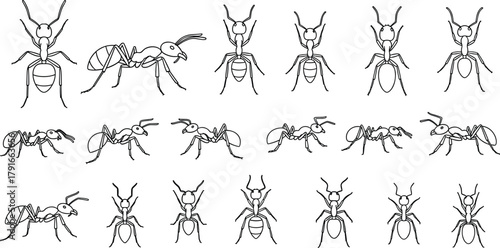 Collection of outlined ant illustrations in different poses for biology education, insect vector design, science posters, and nature-themed graphics.