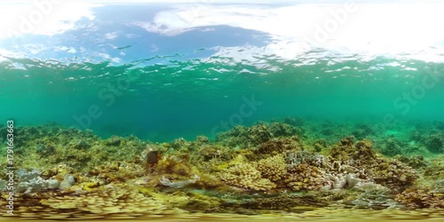 Fish and coral reefs under the sea. Coral underwater world. 360 panorama.