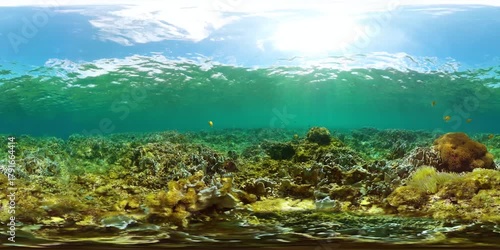 Fish and diverse corals. Coral reef and fish underwater world. 360 panorama.