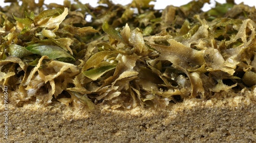Seaweed Texture Close-up: Algae, Marine Life, Ocean Floor