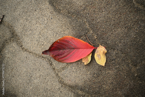 落葉 紅葉