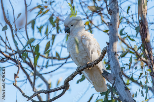 Sulphur-crested Cockatoo in a gum tree