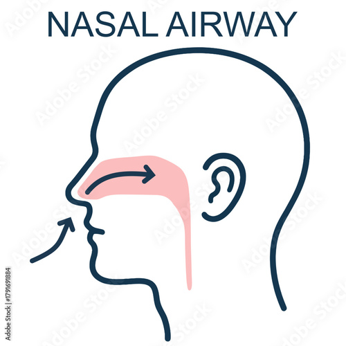 Human Nasal Airway Diagram Illustration showing the nasal airway passage inside the human head, highlighting airflow direction through the nasal cavity for respiration and filtration