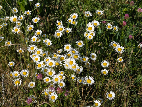 An expansive, vibrant photograph capturing a dense meadow blanketed with thousands of flowering Oxeye Daisies (Leucanthemum vulgare)