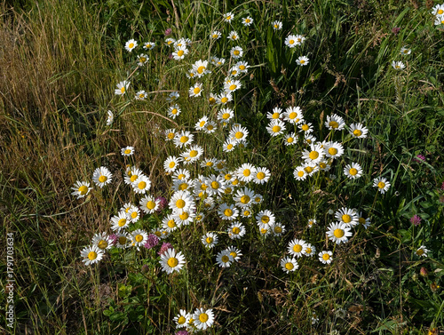 Sunny Field of Oxeye Daisies in a Summer Meadow