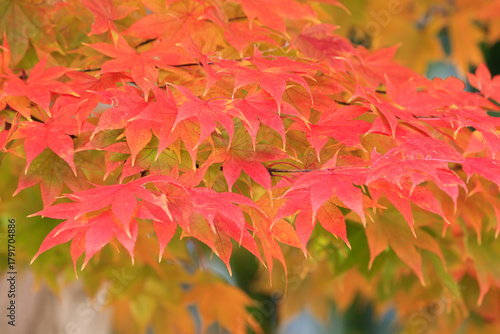 Maple leaves beginning to change color
