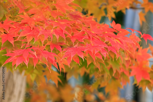 Maple leaves beginning to change color