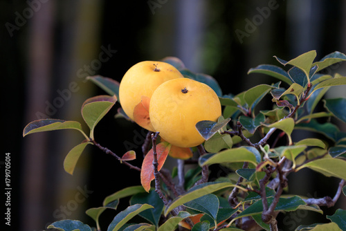 A bonsai chinese quince with large fruit
