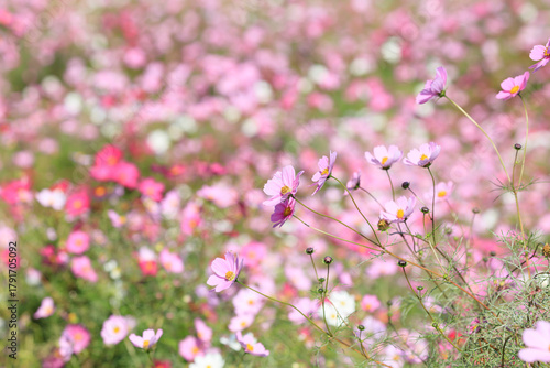 Flower garden of the cosmos