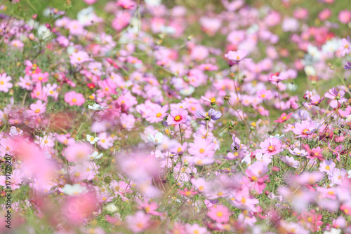 Flower garden of the cosmos