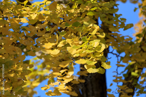 Ginkgo leaves starting to turn yellow