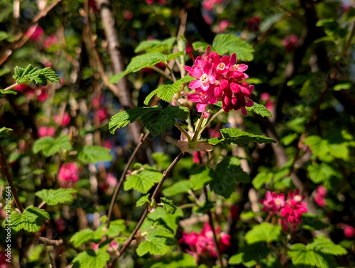 Vibrant Pink Flowering Currant Blossoms in Spring Sunlight