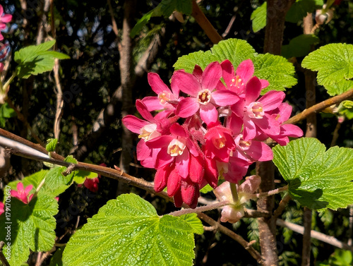 Close-up of Vibrant Deep Pink Flowering Currant Cluster