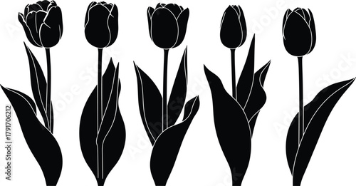 Tulip flower silhouette, botanical vector art, floral design elements, nature illustration, garden decor concept, cad drawing flat vector illustration