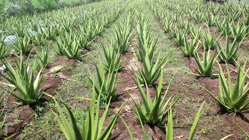 aloe plant in the farmland