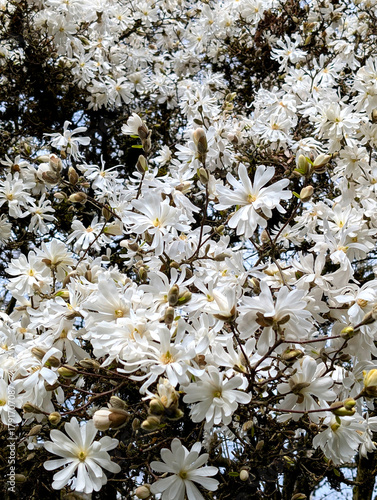 A highly detailed, vibrant close-up of a Star Magnolia (Magnolia stellata) tree in full bloom during early spring